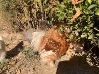Silkie — foto 3