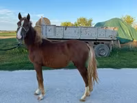 Égua, Cavalos — foto 2