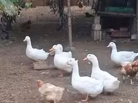 Ducks — zdjęcie 1