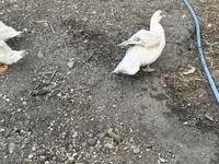 Ducks — الصورة 4