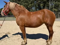 Cavalo, Belgian Draught — foto 2