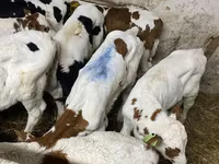 Bik, Simmental cattle — fotografija 2