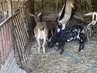 Echki, Echkilar — 1-rasm