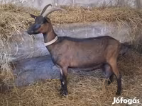 Ziegenbock, Alpine goat — Foto 3