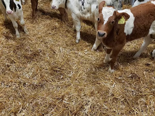 公牛, Limousin cow