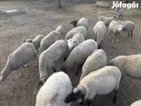 Widder, Tsigai sheep — Foto 1