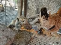 Chickens — الصورة 4