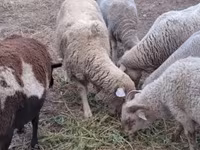 Schaf, Merino sheep — Foto 3