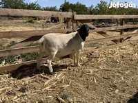 Widder, Dorper sheep — Foto 1