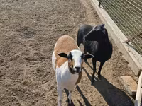 Oveja, Cameroon sheep — foto 2