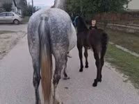 Kobyła, Friesian — zdjęcie 6
