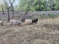 كبش, Racka sheep — الصورة 3