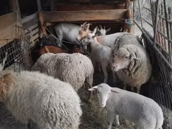 Ram, Sheep