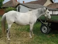 Kobyła, Hungarian horse breed — zdjęcie 1