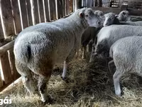Carnero, Ile-de-France sheep — foto 1