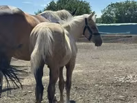 Horse (M), Horses — photo 4