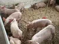 Świnie (partia, płeć nieokreślona) — zdjęcie 3