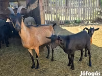 Jarac, Dutch Landrace goats — fotografija 4