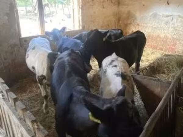 雄牛, ヘレフォード