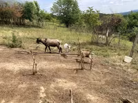 बकरी, Nubian Goat — फ़ोटो 3