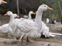 Geese — zdjęcie 3