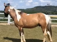 Cheval, Chevaux — photo 2