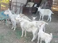 Koza, Dutch Landrace goats — fotografija 2