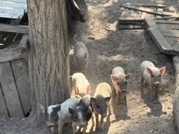 公猪, 