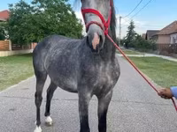 Horse (M), Horses — photo 4