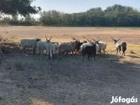 Ovca, Racka sheep — fotografija 3