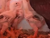 Chickens — fotografija 4