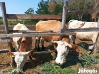 Vache, Simmental cattle — photo 8
