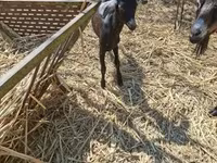 عنزة, Nubian Goat — الصورة 3