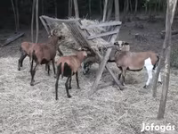 Widder, Cameroon sheep — Foto 3