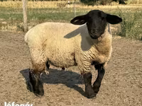 公羊, White Suffolk sheep — 照片 1
