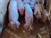 Knur, Świnie — zdjęcie 4