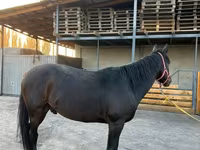 Pastuv, Karachay horse — fotografija 3