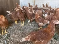 Chickens — fotografija 2