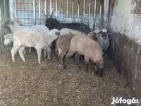 Schaf, Schafe — Foto 4
