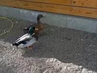 Ducks — 写真 1