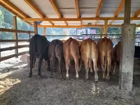गाय, Simmental cattle — फ़ोटो 2