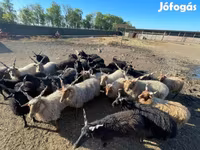 كبش, Racka sheep — الصورة 5