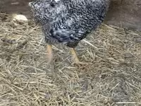 Chickens — फ़ोटो 2