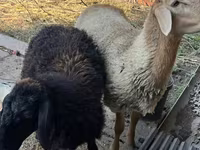 公羊, Hissar sheep — 照片 2
