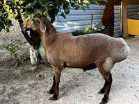 Baran, Owce — zdjęcie 4