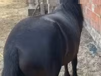 Horse (M), Horses — photo 2