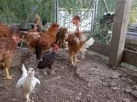 Chickens — fotografija 4