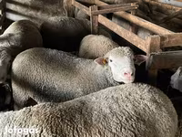 मेढ़ा, Ile-de-France sheep — फ़ोटो 4
