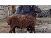 Qoç, Hissar sheep — foto 2