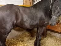 Pastuv, Friesian — fotografija 1